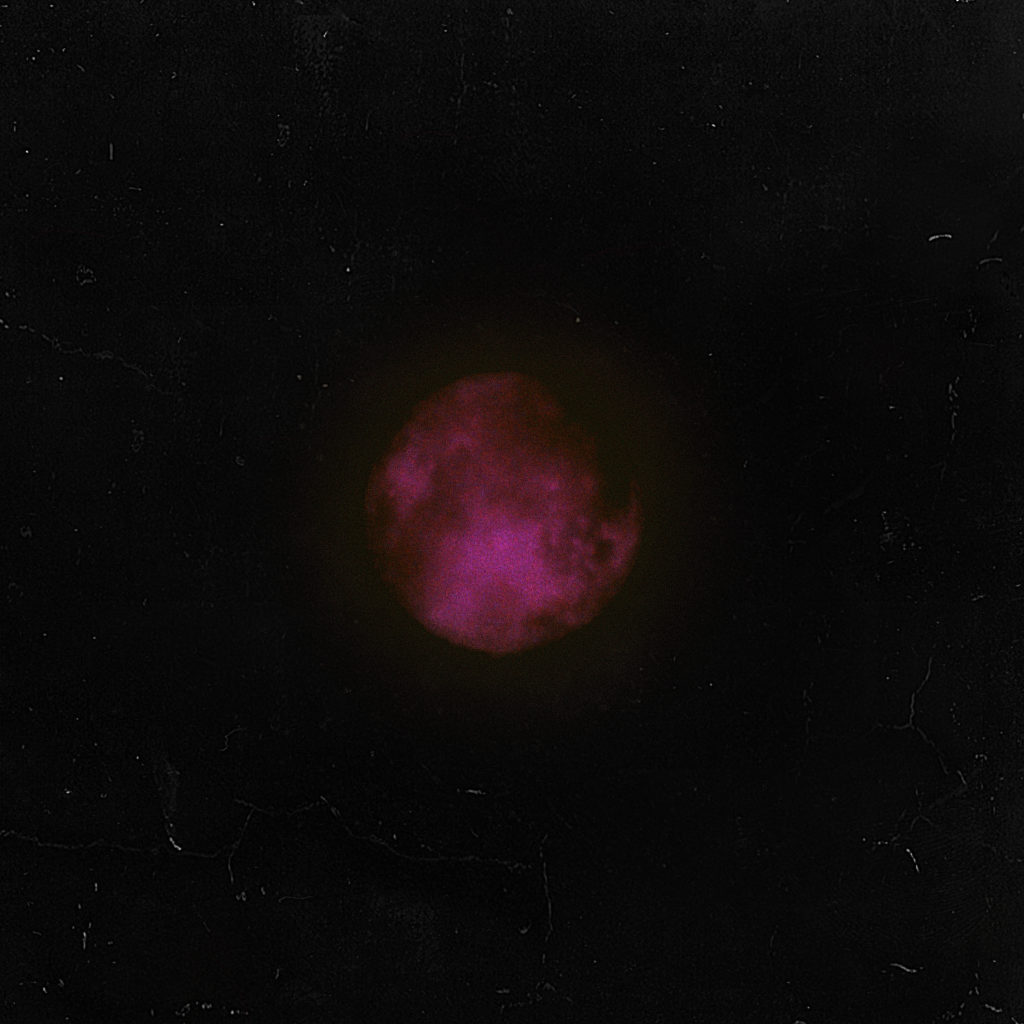 Artwork For Dxvn. Daniel Di Angelo Tonight